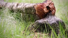 El Castor CONSTRUCTOR de Presas · DOCUMENTAL de Castores