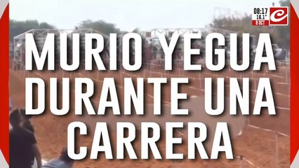 Impactante video: yegua se desploma y muere durante una carrera