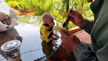 Baby monkey Bon and Dad's first day in the new house
