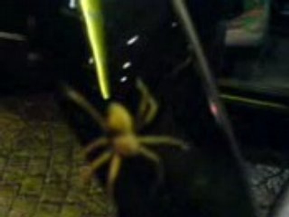 spider man