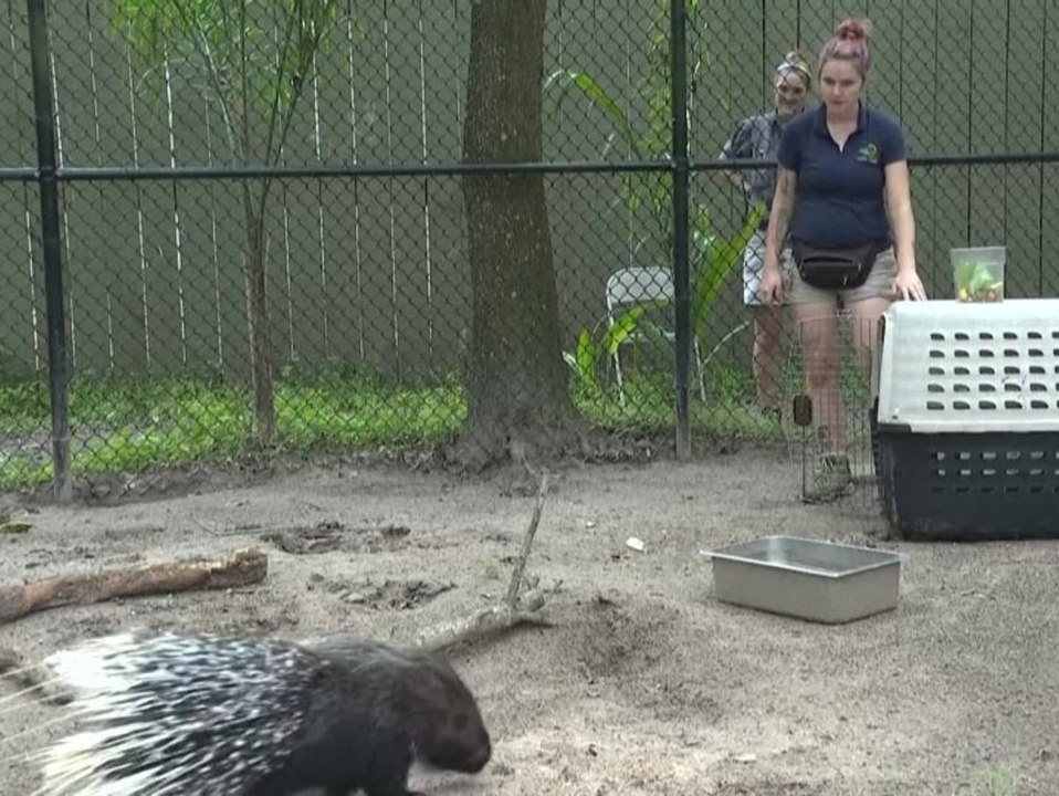 Florida bangt vor hurrikan "milton": zoo bringt tiere in sicherheit