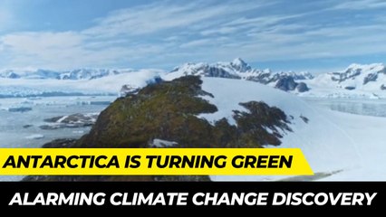 Antarctica’s Rapid Green Transformation: A 10-Fold Vegetation Boom 🌱