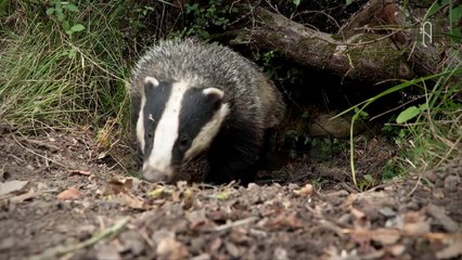 El TEJÓN del Bosque · DOCUMENTAL de Animales