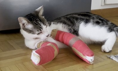 Cat fitted with two casts after surviving a seven-storey fall