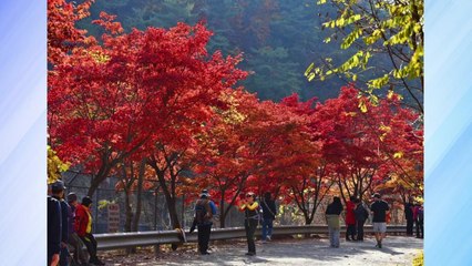 [경기] 안양시, 단풍철 맞아 서울대 관악수목원 시범 개방 / YTN