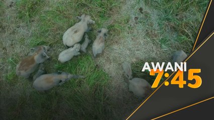 Laporan Khas Siri Pertama: Kisah Badak Sumatera berakhir beralih ke Gajah Pygmy