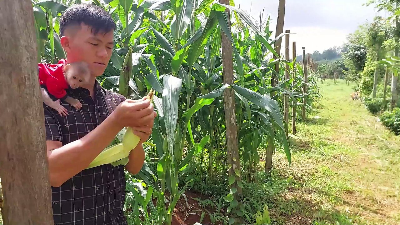 Monkey Bon and Dad visit field on the mountain and grill corn to eat