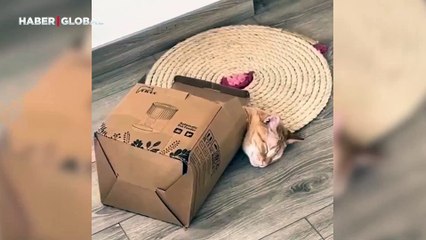 Evde yatağı bulunan kedi uyumak için tercih ettiği yerle güldürdü: "Zevkler ve renkler tartışılmaz" sözüne örnek