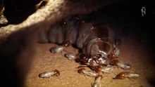Las Termitas INCREÍBLES · Documental de termitas