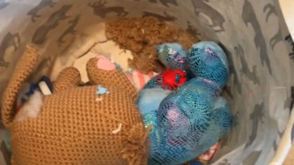 Woman discovers mouse family cozying up in son's stuffed animal basket
