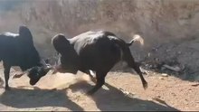 black bull fighting