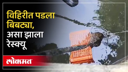 विहिरीत पडलेल्या बिबट्याचा रेस्क्यू ऑपरेशन, थरारक व्हिडीओ पहाच..