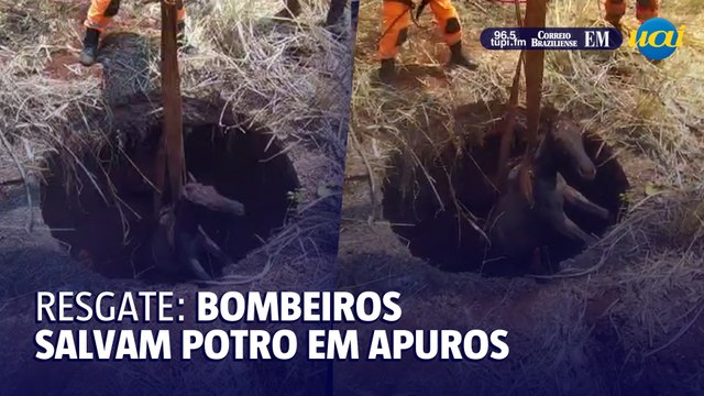 Bombeiros resgatam potro que caiu em fossa de 12 metros