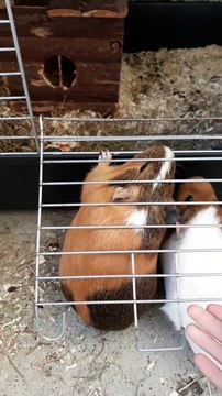 guinea pigs biting cage and going inside cage 20180627_203105