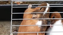 guinea pigs biting cage and going inside cage 20180627_203105