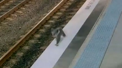 CCTV captures koala casually walking across station to catch a train