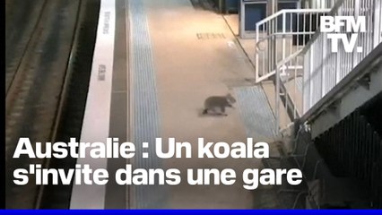 Un koala s'invite dans une gare de Sydney avant d'être raccompagné vers la sortie par la police