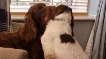 'She Doesn't Give Up!' - Doggo displays INSANE persistence while trying to get her favorite ball