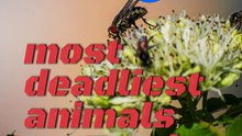 Top 8 Deadliest Animals on Earth
