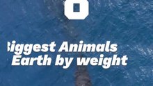 Top 8 Largest Animals on Earth (by weight)
