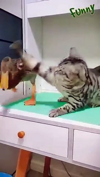 funny animals 