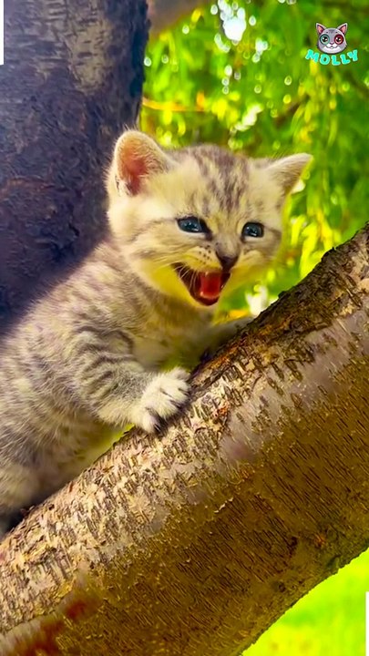 Funny Cats