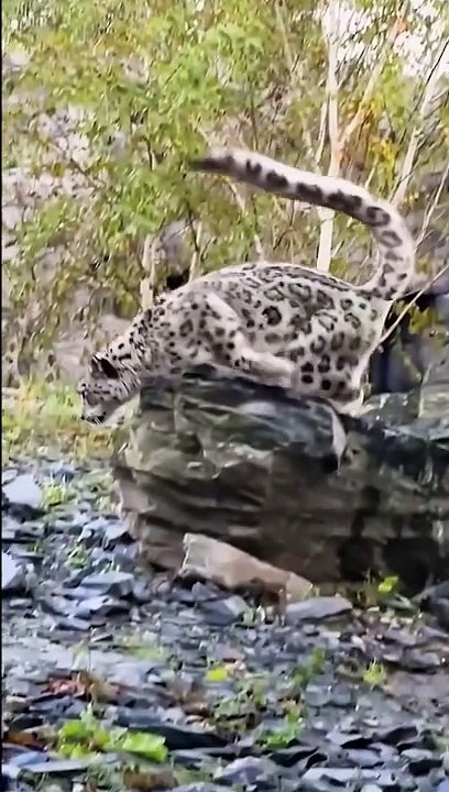 Rare Snow Leopard leaps through the air at Chester Zoo