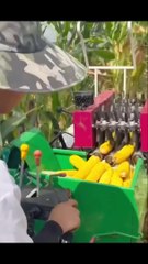 Cutting of Corn from plants with Machines