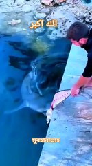 naat shorts, naate pak, naat status