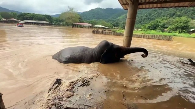 Les éléphants victimes des inondations en Thaïlande