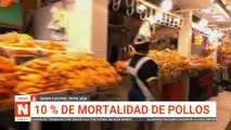 ADA reporta 10% de mortalidad de pollos