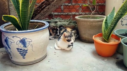 CAT WOMEN SOUND soungs