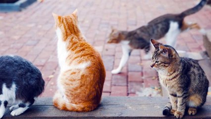 CAT CHILD SOUND soungs