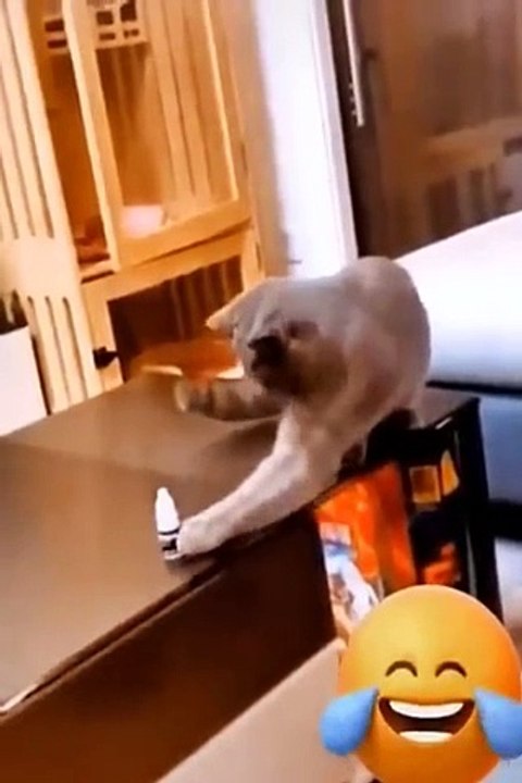 Funny Animals  Funny Cats & Dogs Videos  Funniest Animals 2023 #3