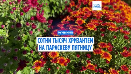 Сотни тысяч цветов на Параскеву Пятницу