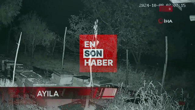 Bolu'da arı kovanlarına dadanan ayılar elektrikli tellerden geçemedi