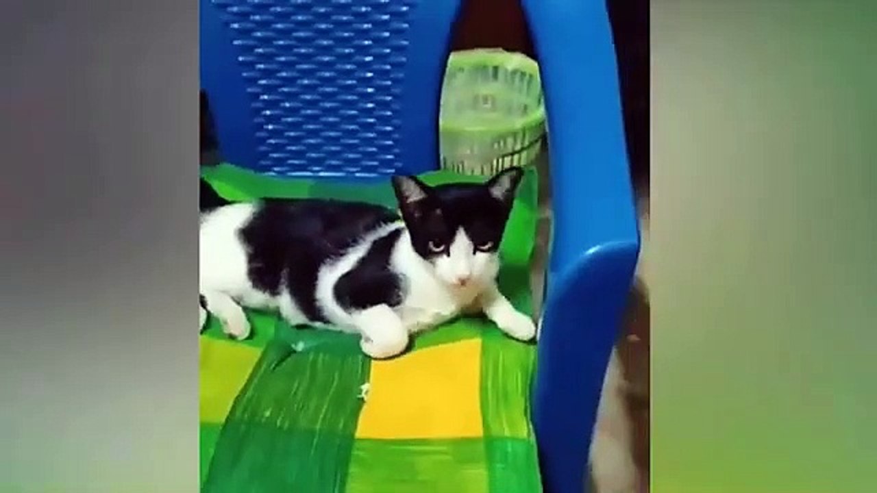 Best Of 2024  Funny Cats & Dogs  Funniest Animals Videos
