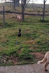 Funniest animals | cute animals | #animals #cuteanimals #funniestanimals