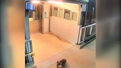 Coala passeia por uma estação ferroviária na Austrália
