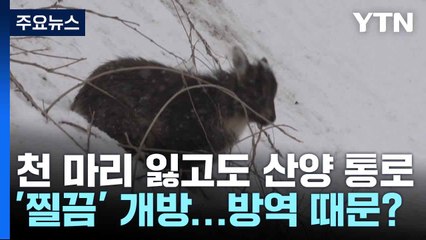 천 마리 잃고도 산양 통로 '찔끔' 개방...방역 때문? / YTN