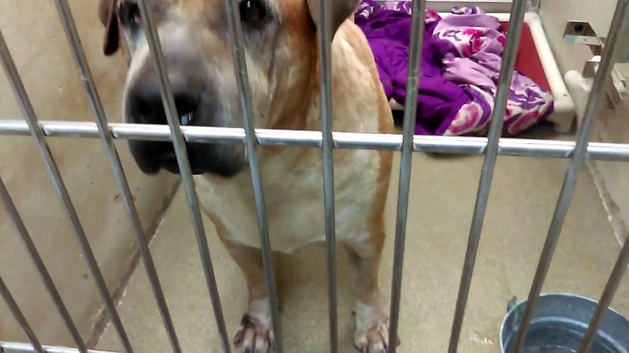 Old film ~12 Beautiful Adoptable PACC Doggies & Fio 10yr Old Male A132557 on 9-27-17