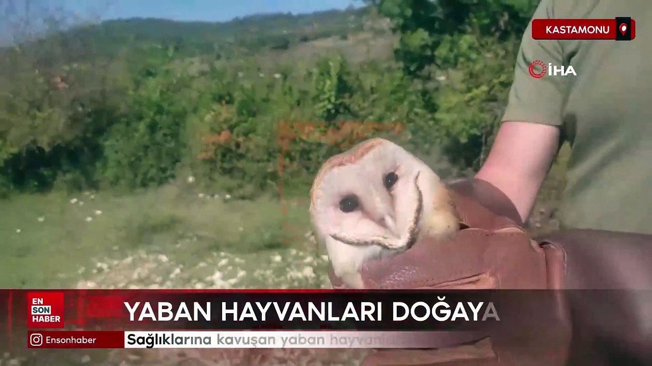 Kastamonu’da sağlıklarına kavuşan yaban hayvanları yeniden doğaya salındı