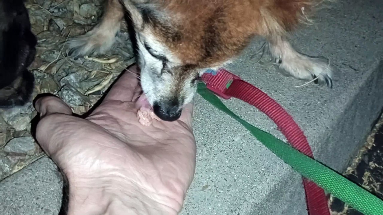 Ozzyta Villanova Paco; Villanova shows me her weak front right leg's reinjured by fast walk intro VID_20241007_191151993