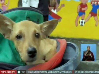 Barinas | Misión Nevado ofrece servicio veterinario gratuito en la parroquia Corazón de Jesús