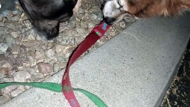 Ozzyta Villanova Paco; Villanova walks limited amount, bearing weight on extended right front leg VID_20241003_203545639