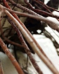 |HABIB ARIEL CORIAT HARRAR | ¿QUÉ PODEMOS ESPERAR DE LA TERAPIA CELULAR? (PARTE 2) (@HABIBARIELC)