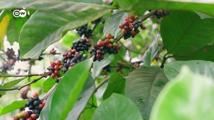 El cambio climático amenaza a los cafeteros | DW Documental