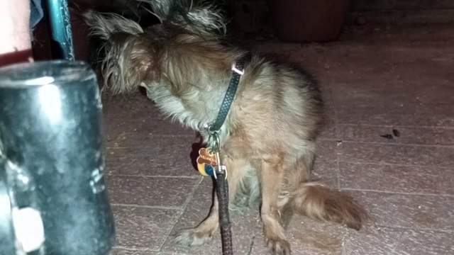 Villanova actually did tiny amount of walking on front right leg. I've never seen her do so much VID_20241007_194019344