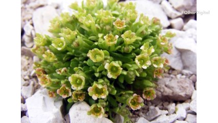 Antártida está ficando cada vez mais verde graças ao aquecimento global_ veja fotos