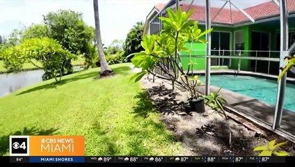 Baby Otter Swim School on CBS Miami - Discusses Franchise